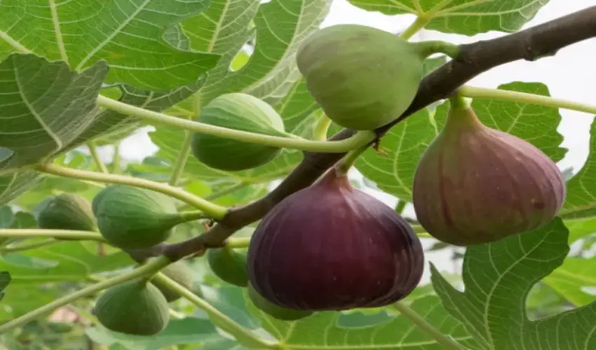 Fig cultivation will create wealth in the rainy season