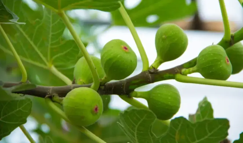 fig cultivation